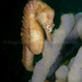 Observation photo
