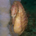 Observation photo