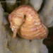 Observation photo