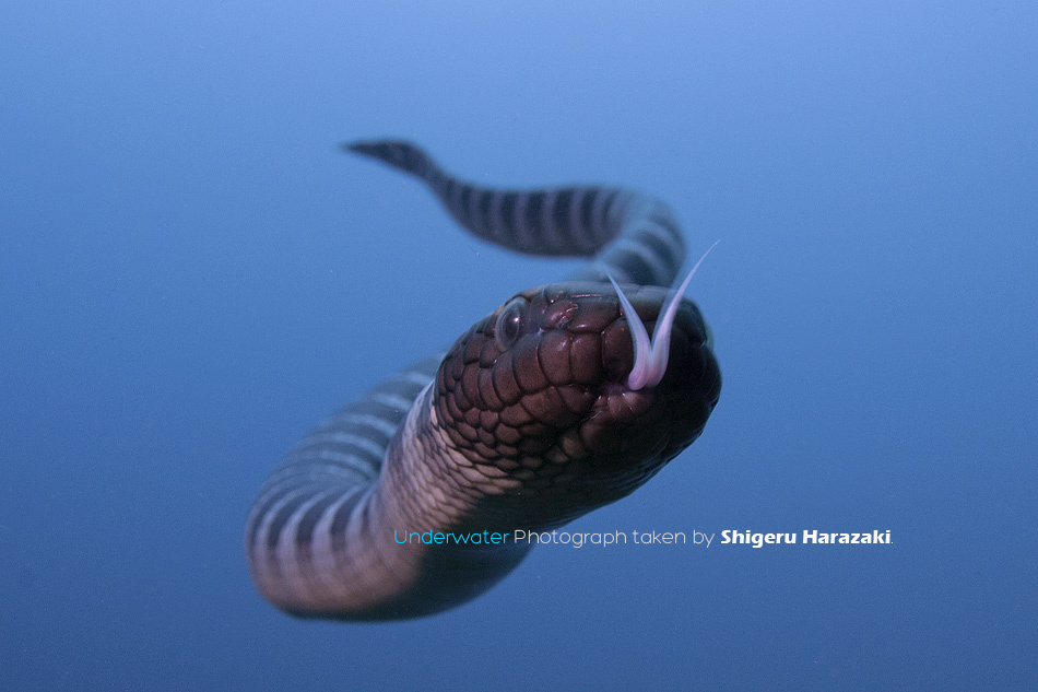 Chinese Sea Krait