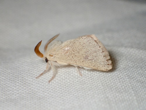 Neurochyta