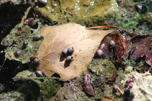 Banff Springs Snail