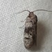 Australian Parasite Moths - Photo (c) Bevan Buirchell, all rights reserved, uploaded by Bevan Buirchell
