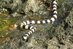 Sea snake