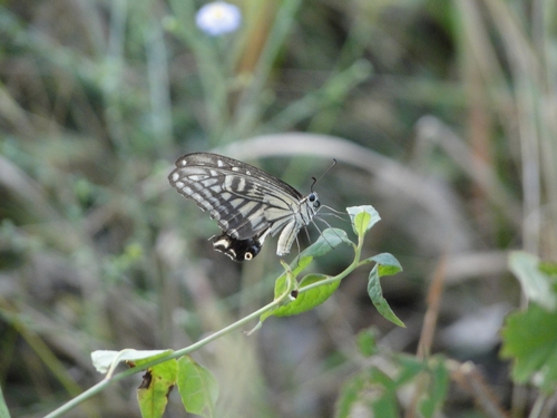 Chinese Yellow Swallowtail