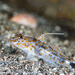 Blotched Goby - Photo (c) Tim Cameron, all rights reserved, uploaded by Tim Cameron