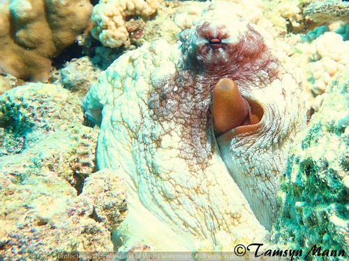 Day Octopus — seen at this dive site