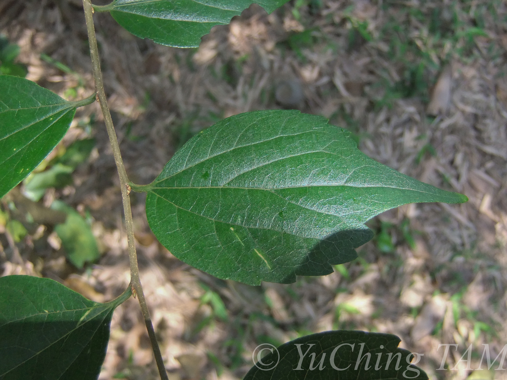 Celtis biondii (Celtis biondii)