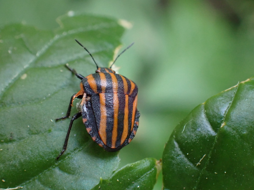 Graphosoma rubrolineatum from 钟山风景名胜区, 南京市, 江苏省, CN on August 12, 2023 ...