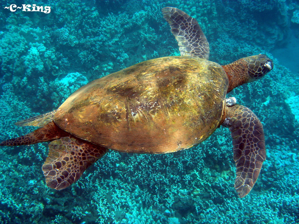 Sea Turtle Fibropapillomatosis From Maui County, Us-hi, Us On June 12 