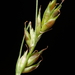 Carex deweyana - Photo (c) Matthew Ireland, כל הזכויות שמורות, הועלה על ידי Matthew Ireland