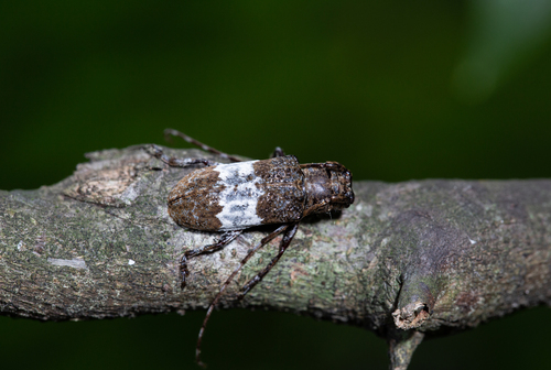 Macropraonetha