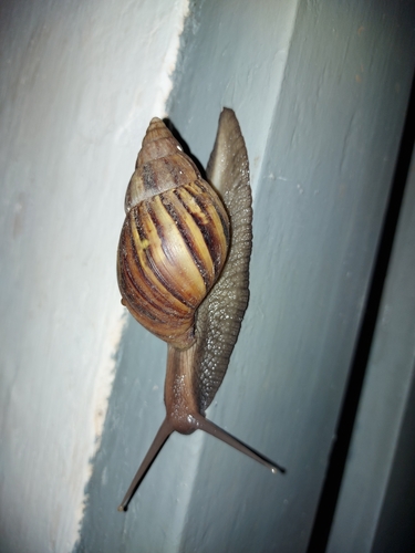 African Giant Snail