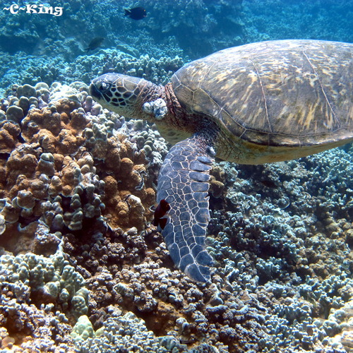 sea turtle fibropapillomatosis (Scutavirus chelonidalpha-v) · iNaturalist