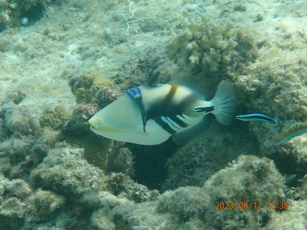 Lagoon Triggerfish from Faafu Atoll, Maldives on August 12, 2023 at 03: ...