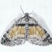Formosa Carpet Moth - Photo (c) Van Truan, all rights reserved, uploaded by Van Truan