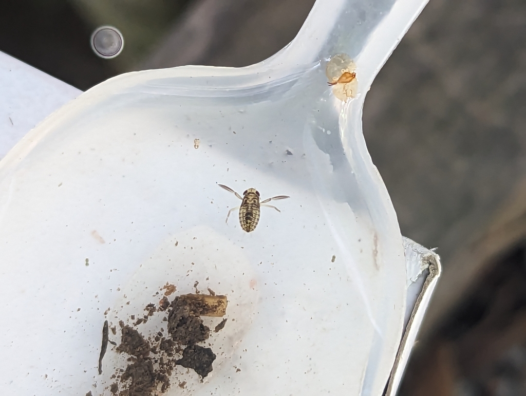 Water Boatmen from Skelmersdale WN8 6XR, UK on August 12, 2023 at 06:07 ...