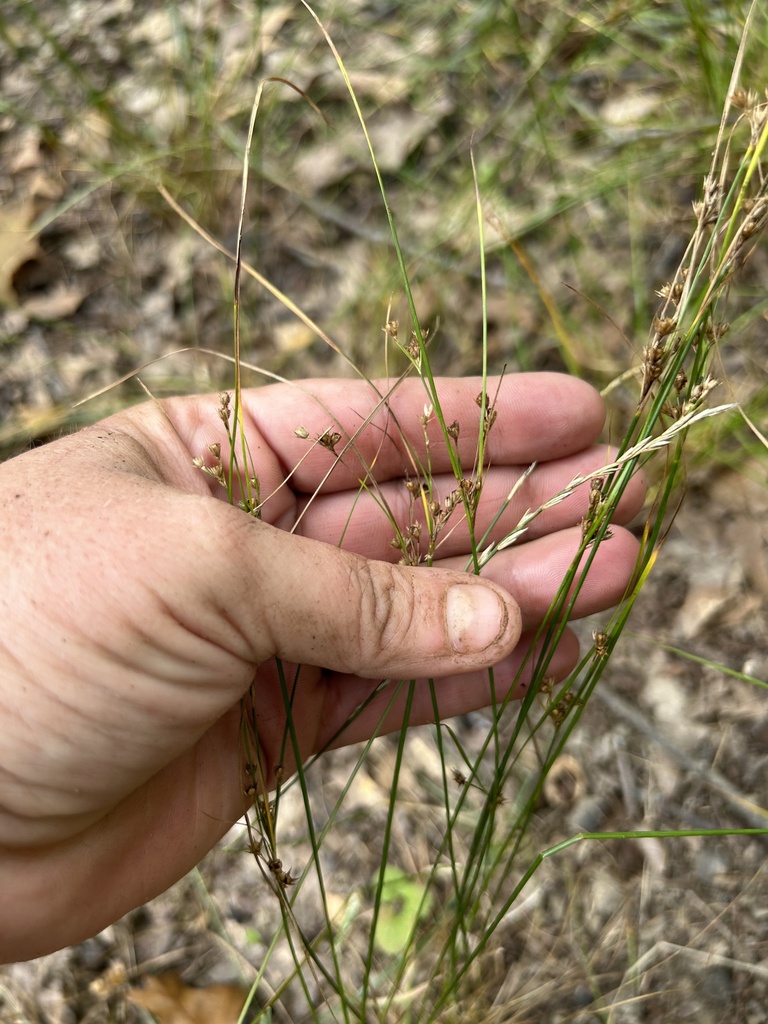 Slender Path Rush from Plum Ridge, Columbus, OH, US on August 12, 2023 ...