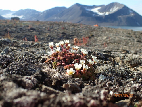 tufted saxifrage