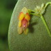 Coin-Shaped Leaf Lepanthes - Photo (c) Rudy Gelis, all rights reserved, uploaded by Rudy Gelis