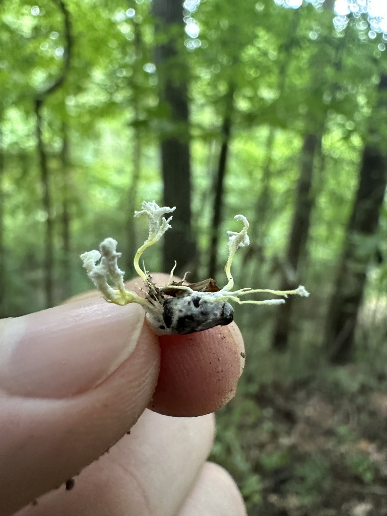 Cordyceps Tenuipes From Meeman-shelby Forest State Park, Memphis, Tn 