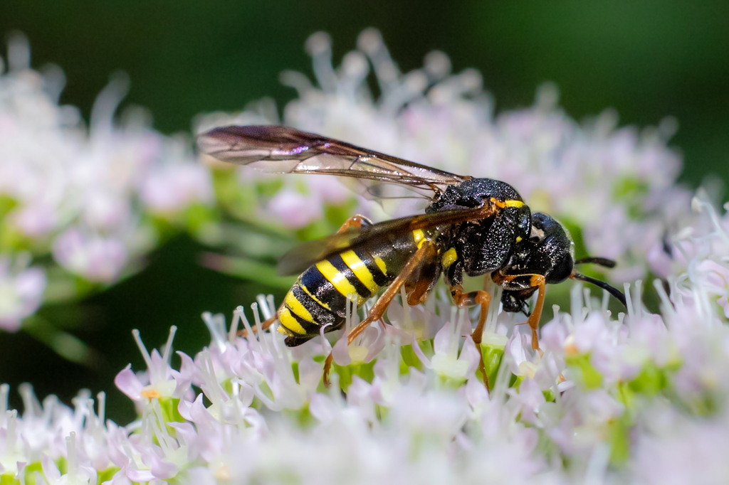 Noble Wasp-sawfly from 83246 Unterwössen, Deutschland on August 12 ...