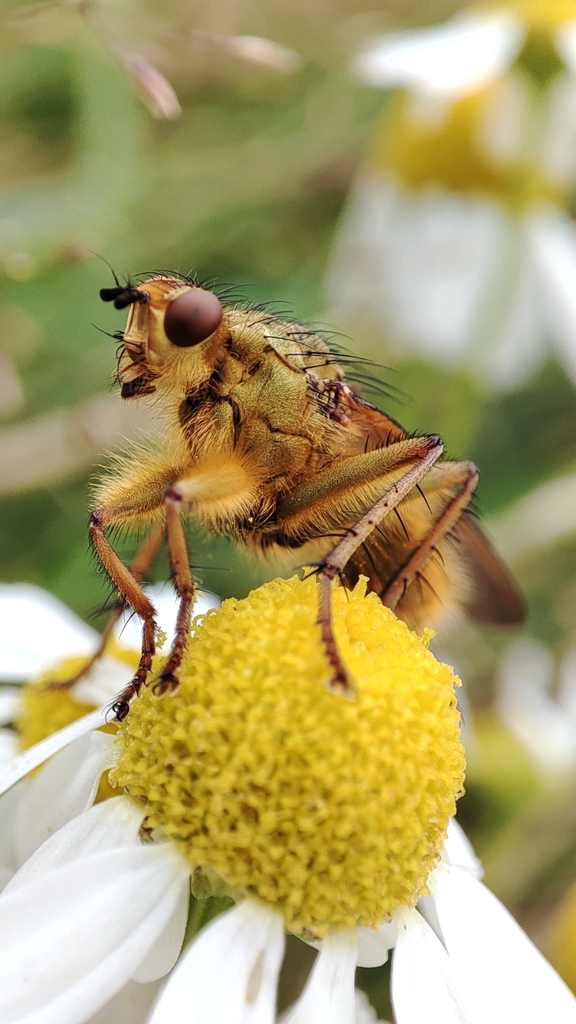 Golden Dung Fly from Saint-Jouin-Bruneval, France on August 12, 2023 at ...