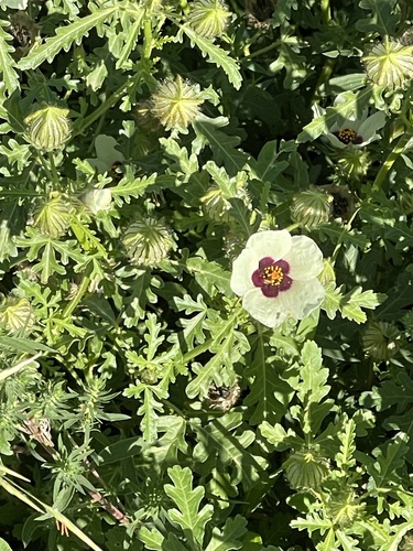 flower-of-an-hour