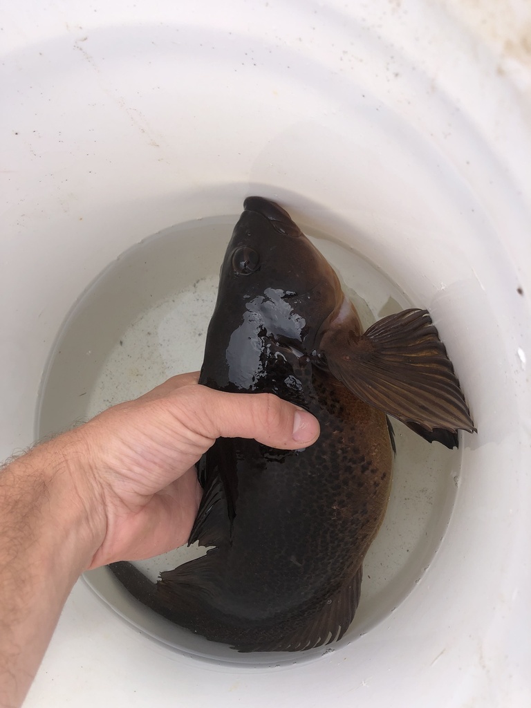 kelp-greenling-from-or-us-on-august-3-2023-at-09-40-am-by-ben