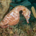 Observation photo