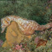 Observation photo