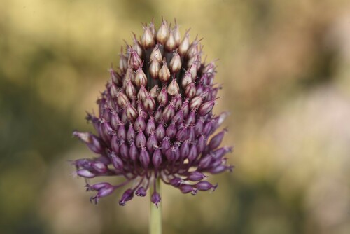Allium phanerantherum