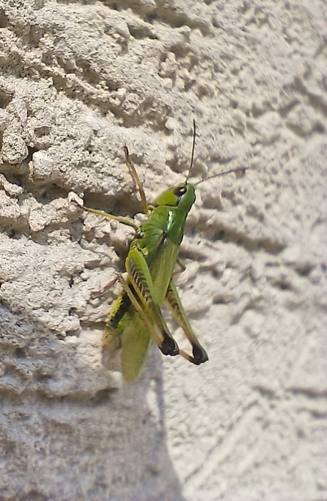 Pseudochorthippus montanus from Dzielna 02, 01063 Warszawa, Polska on