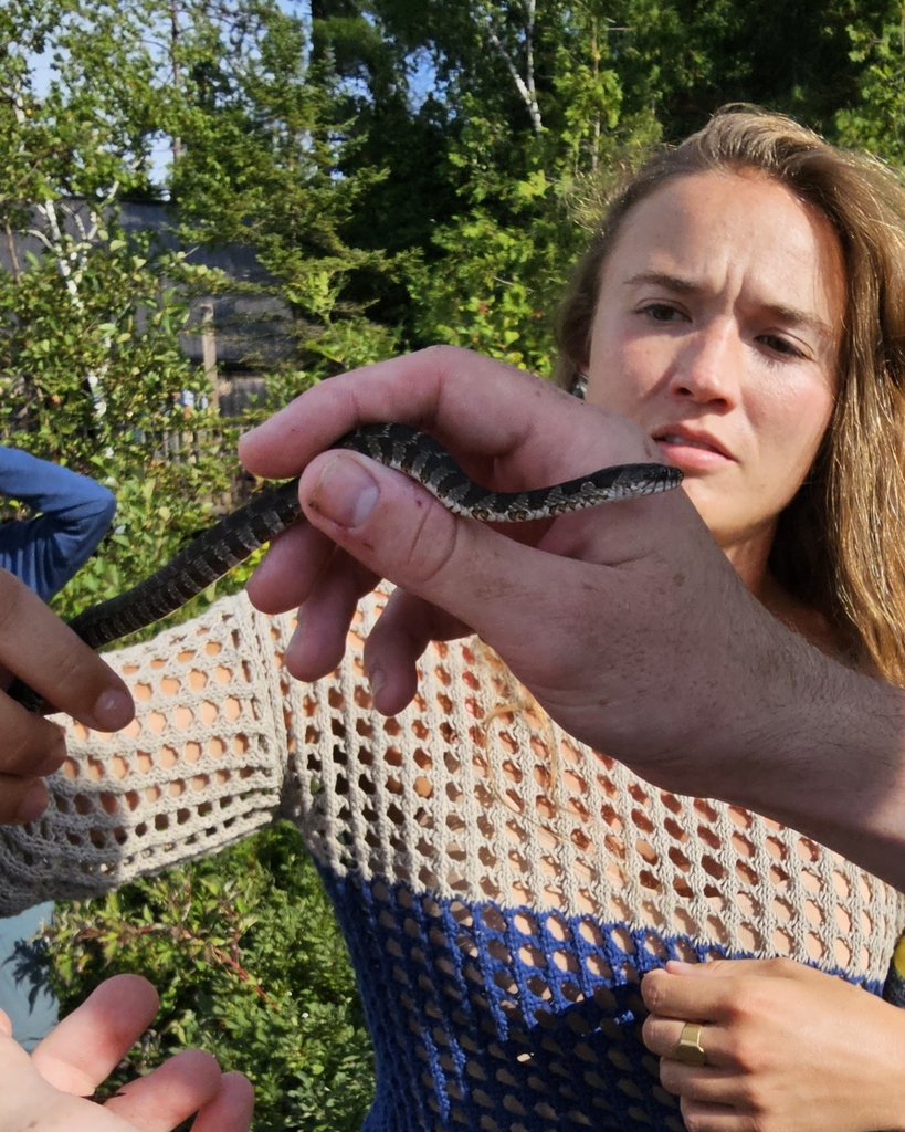 Common watersnake in august 2023 by owen ridgen inaturalist