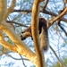 Ratufa bicolor bicolor - Photo (c) Thiago Moura, todos os direitos reservados, enviado por Thiago Moura