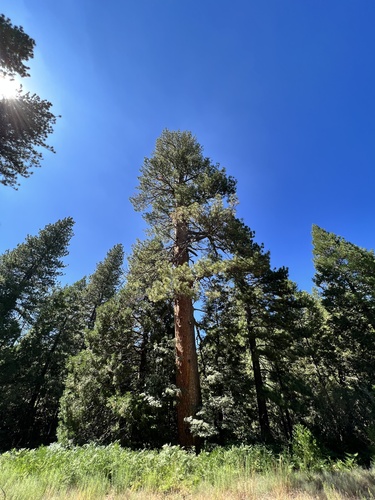 iNaturalist observation photo of American hard pines