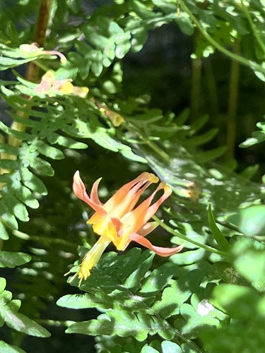 iNaturalist observation photo of western columbine