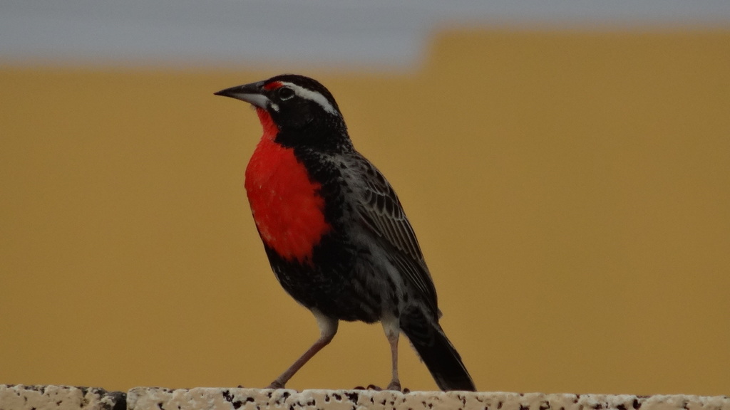 Peruvian Meadowlark photo