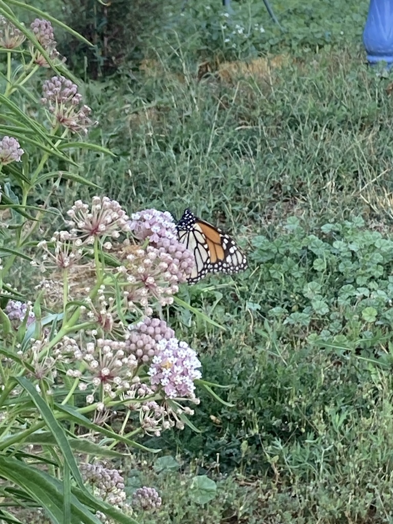 Monarch from Alpine Dr, Klamath Falls, OR, US on August 12, 2023 at 06: ...