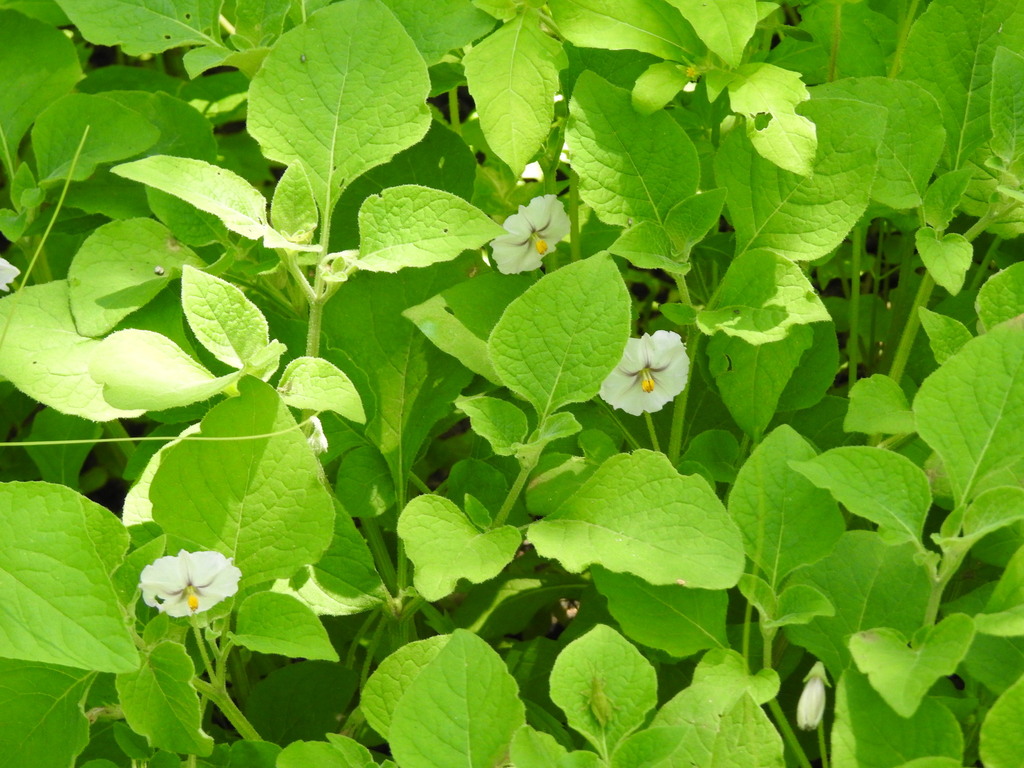 Lycianthes dejecta from Apaxco, Méx., México on August 12, 2023 at 11: ...