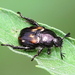 Pygmy Chafer - Photo (c) Jay L. Keller, all rights reserved, uploaded by Jay L. Keller