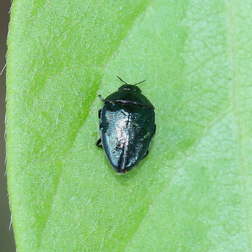 Pachyschelus vogti · iNaturalist