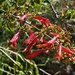 Blue-stemmed Keckiella - Photo (c) palomarbeth, all rights reserved