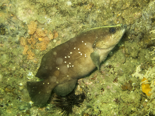 Rypticus maculatus
