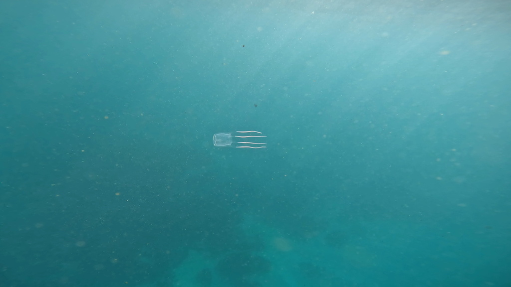 Jimble from Bondi Bay, Bondi, NSW, AU on August 13, 2023 at 11:51 AM by ...