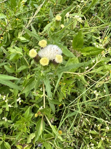 Erechtites hieraciifolius var. hieraciifolius