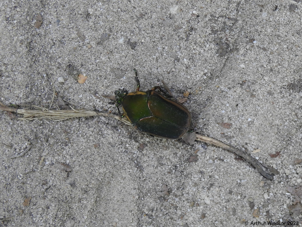 Common green june beetle from house mountain state natural area tn