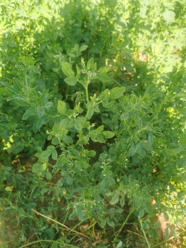 Alfalfa