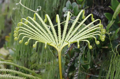 Matonia pectinata