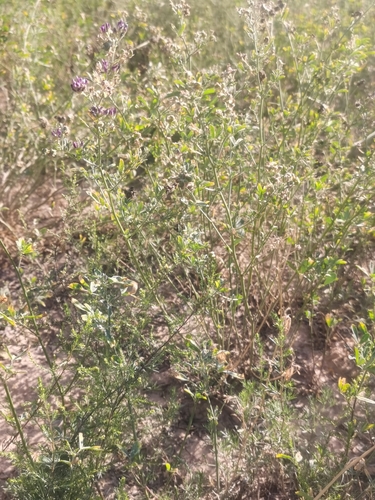 Alfalfa